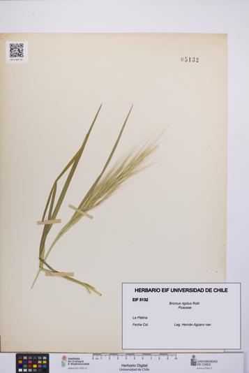 Bromus rigidus [Espécimen: UCH:EIF:0005132]