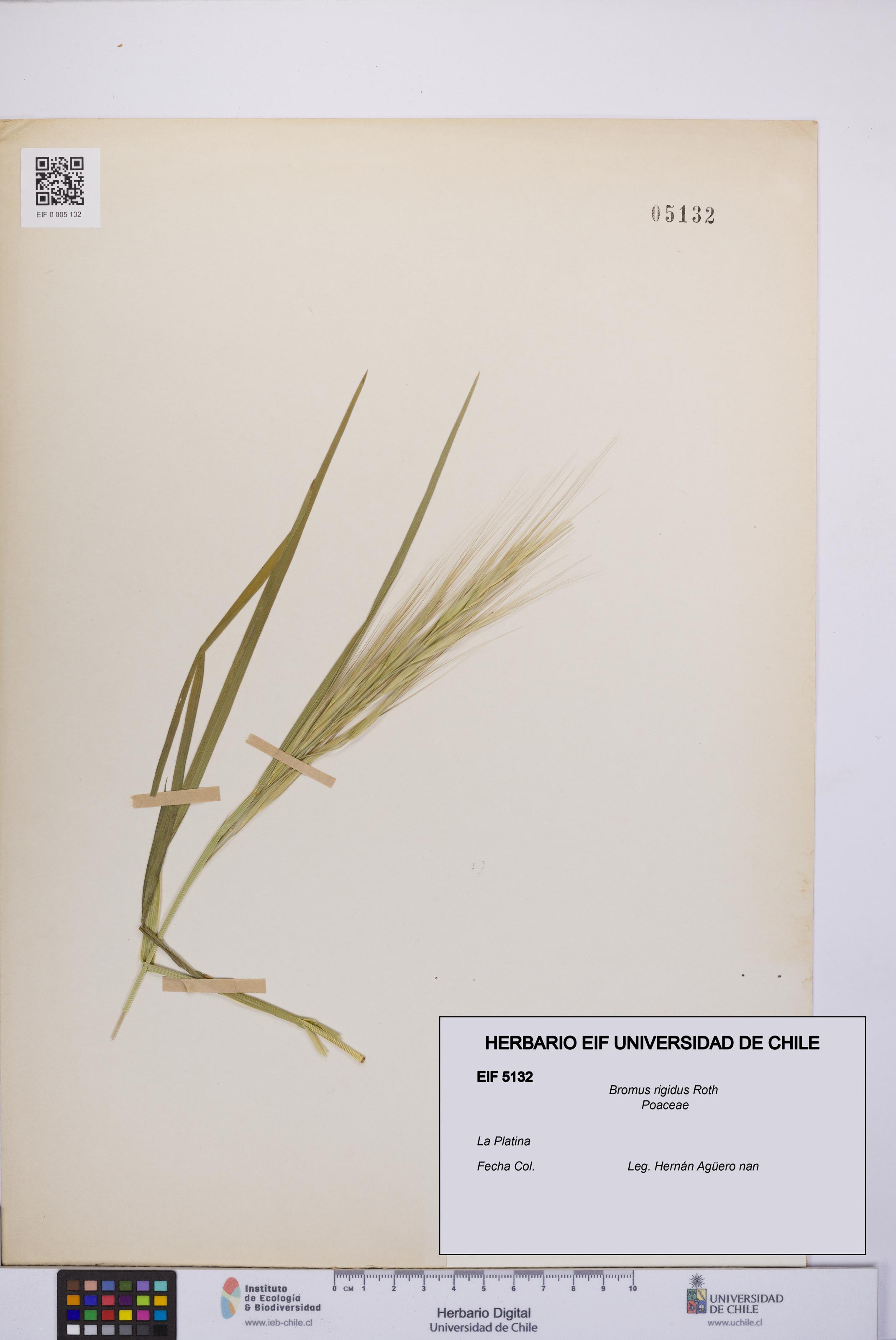 Bromus rigidus [Espécimen: UCH:EIF:0005132]