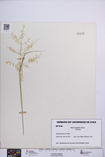 Melica longiflora [Espécimen: UCH:EIF:0005133]