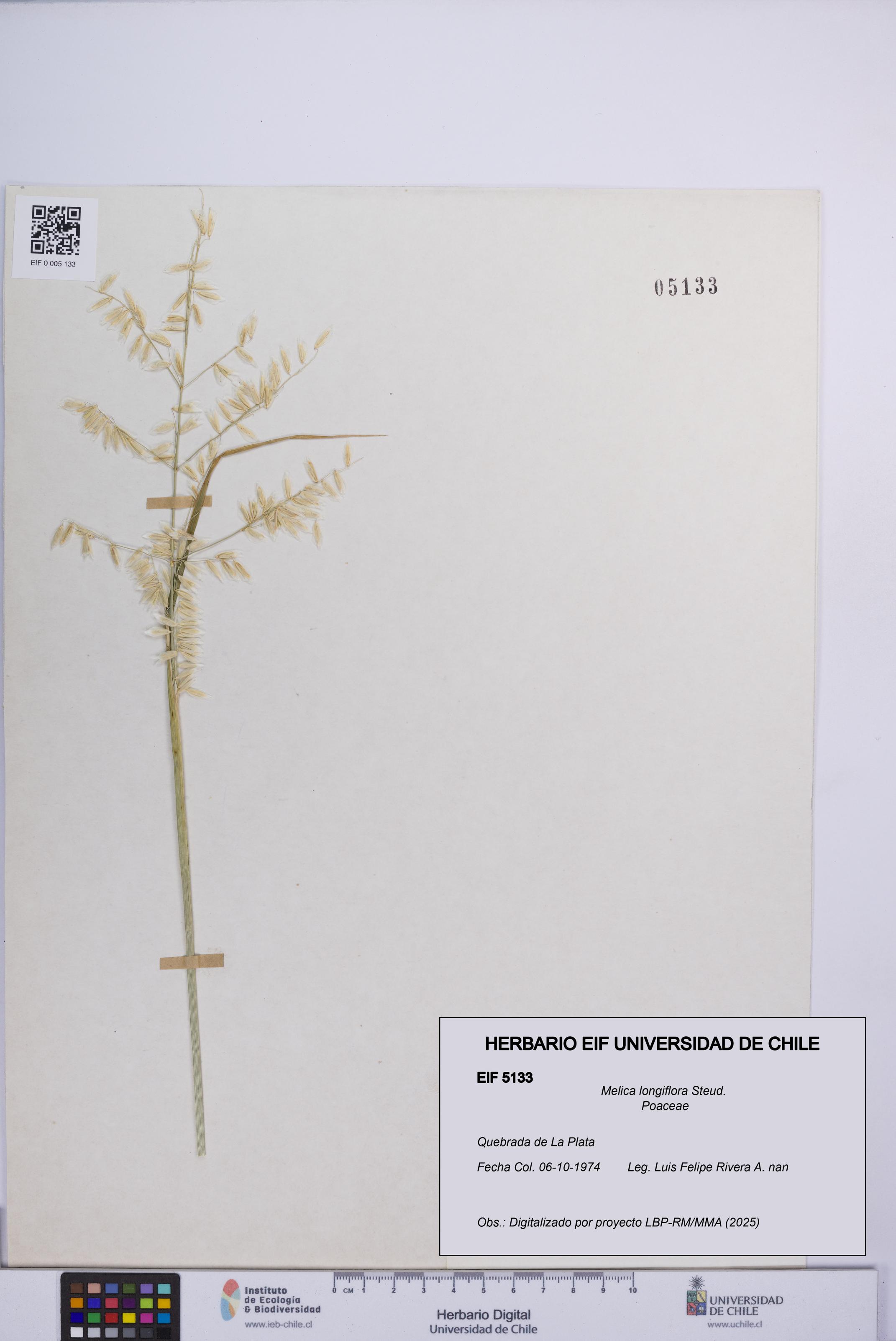 Melica longiflora [Espécimen: UCH:EIF:0005133]