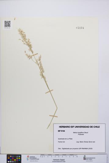 Melica longiflora [Espécimen: UCH:EIF:0005134]