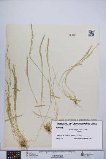 Vulpia myuros [Espécimen: UCH:EIF:0005138]