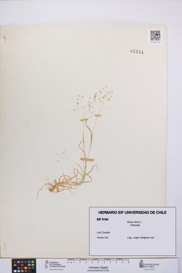 Briza minor [Espécimen: UCH:EIF:0005154]