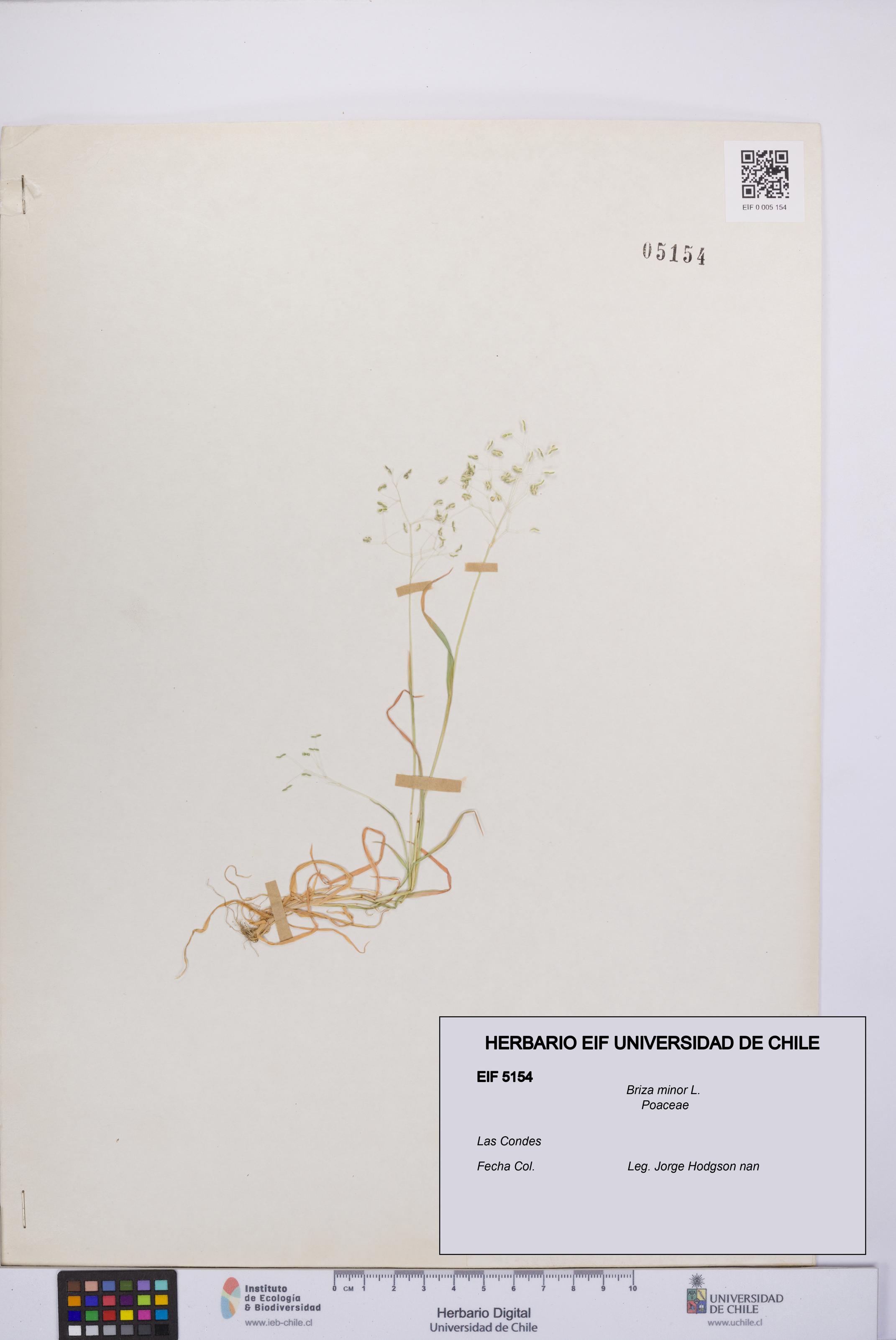 Briza minor [Espécimen: UCH:EIF:0005154]