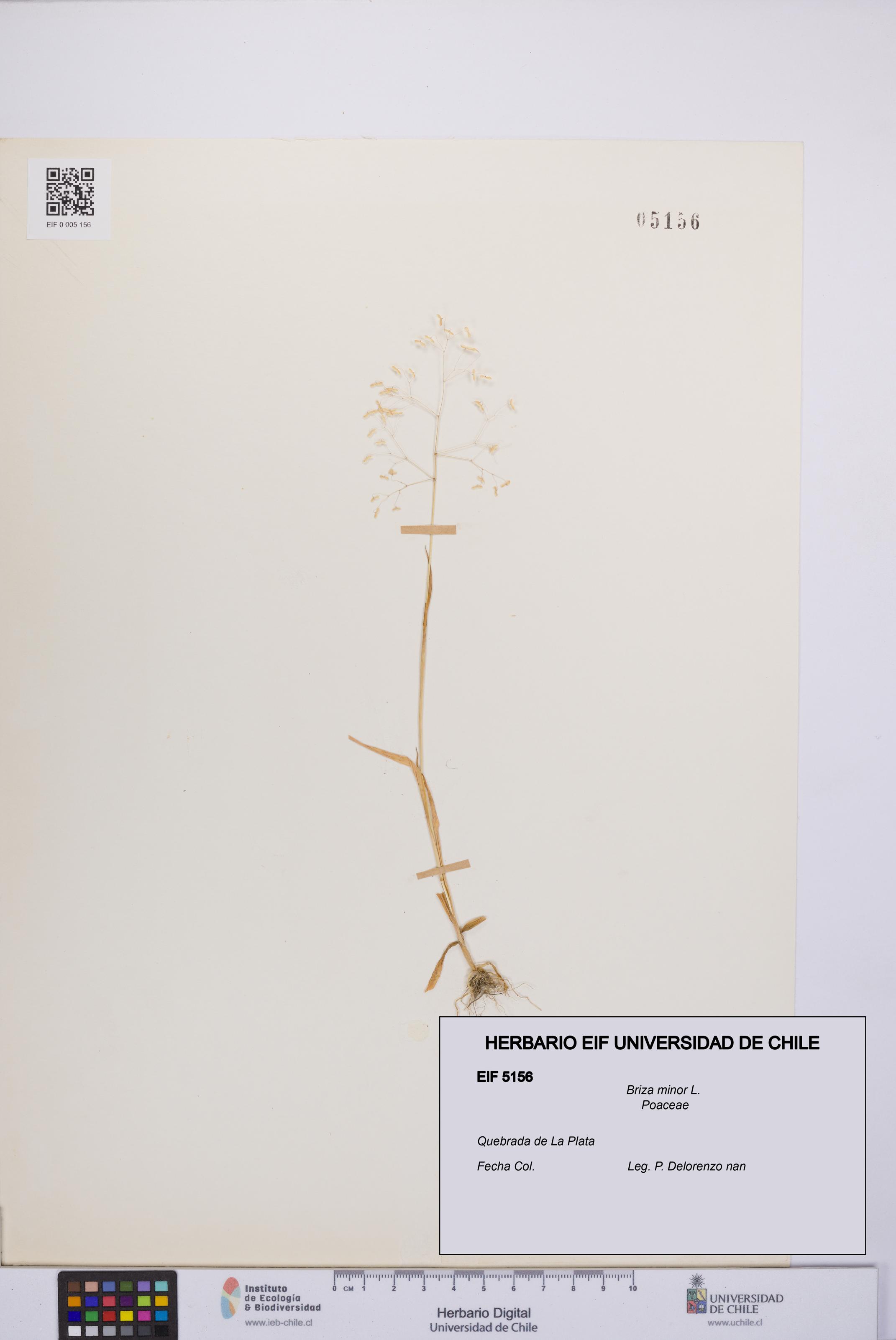 Briza minor [Espécimen: UCH:EIF:0005156]