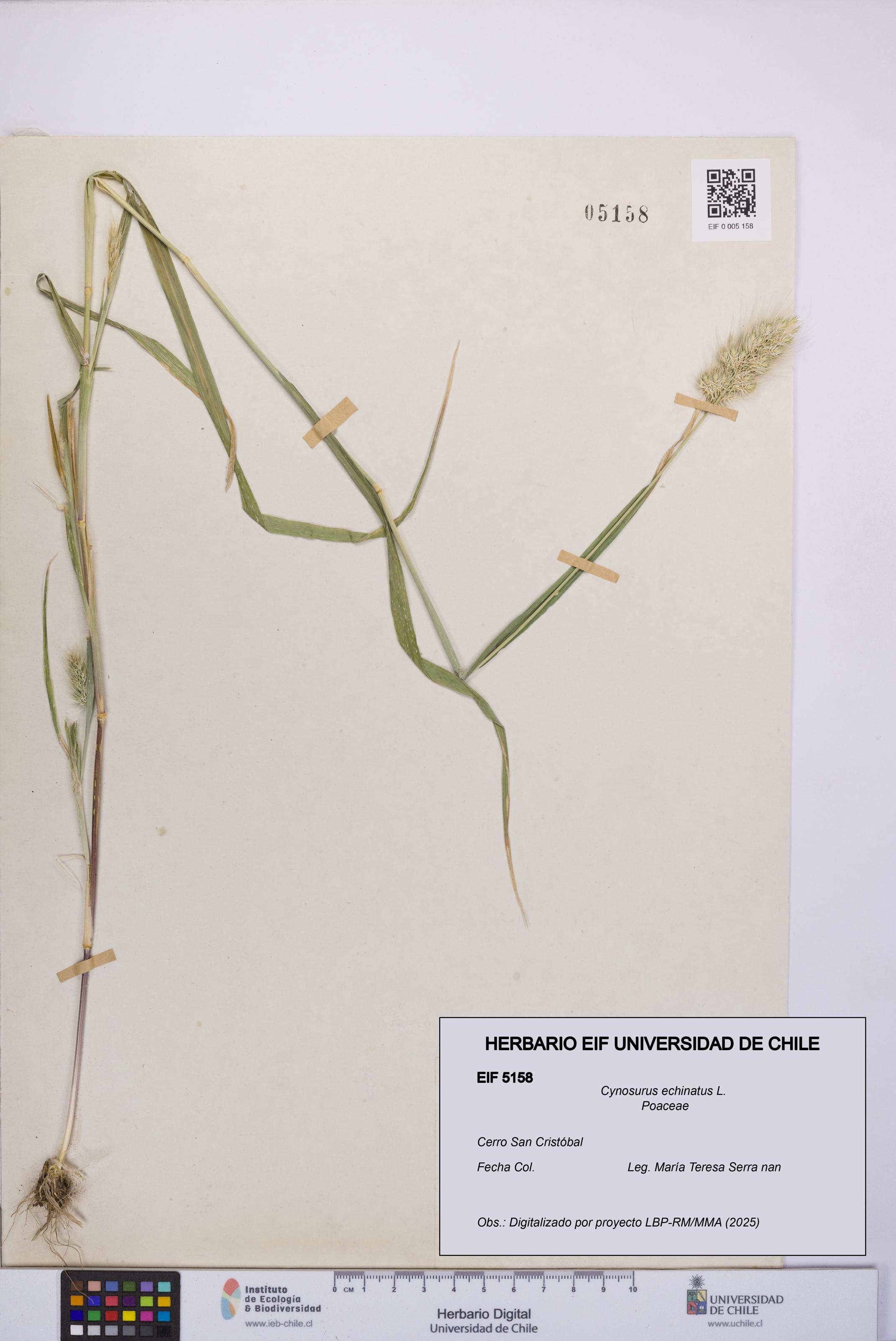 Cynosurus echinatus [Espécimen: UCH:EIF:0005158]