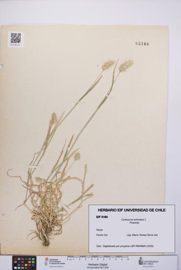 Cynosurus echinatus [Espécimen: UCH:EIF:0005160]