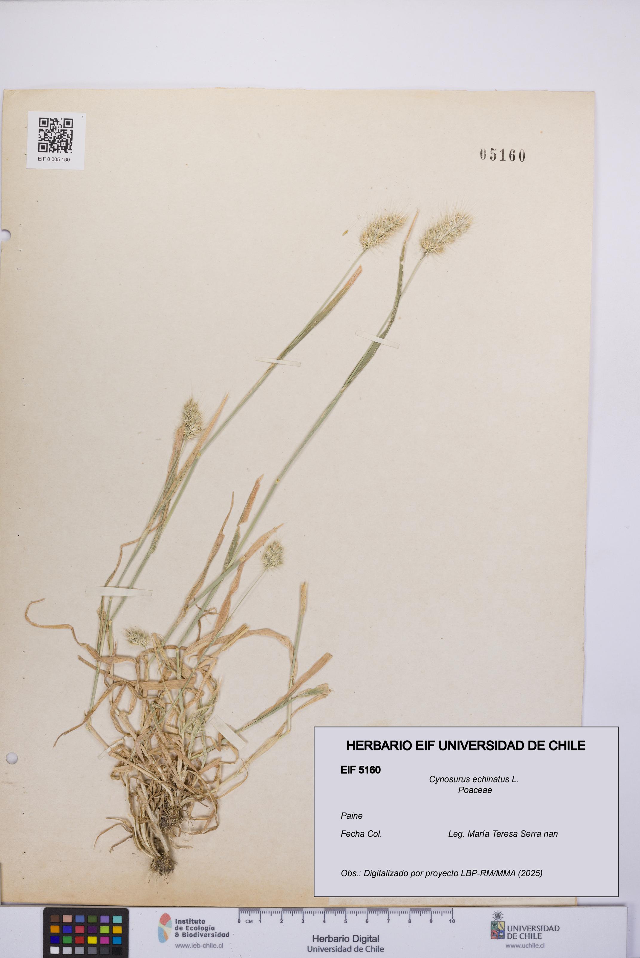 Cynosurus echinatus [Espécimen: UCH:EIF:0005160]