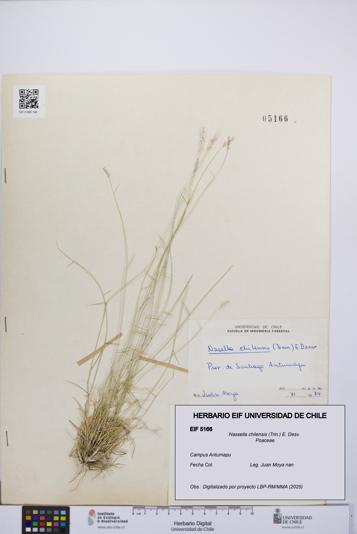 Nassella chilensis [Espécimen: UCH:EIF:0005166]