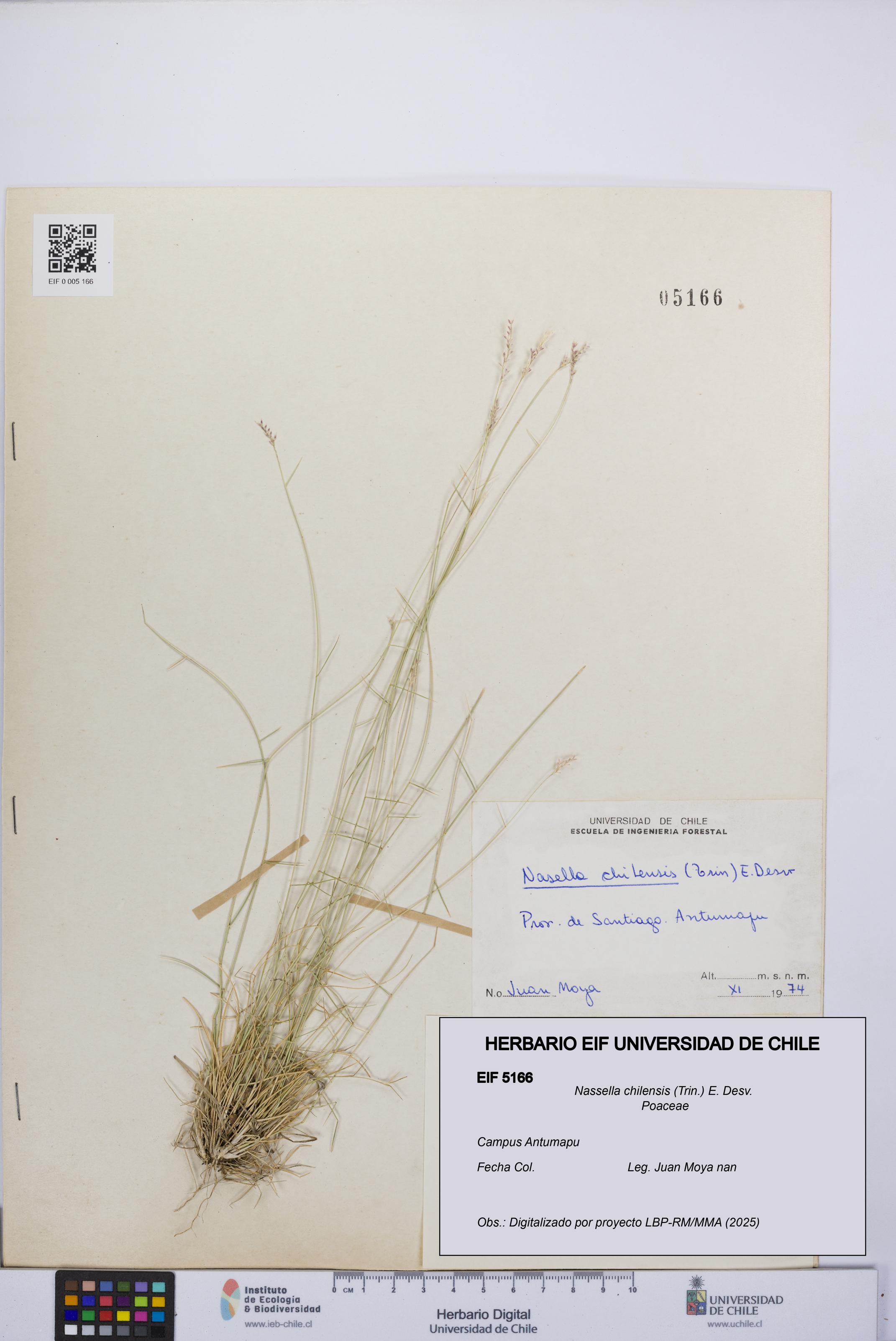 Nassella chilensis [Espécimen: UCH:EIF:0005166]