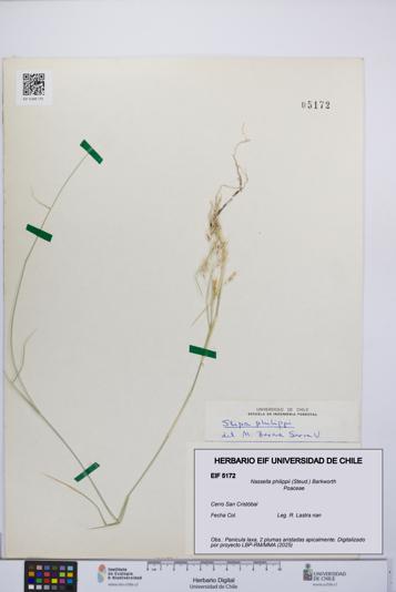 Nassella philippii [Espécimen: UCH:EIF:0005172]