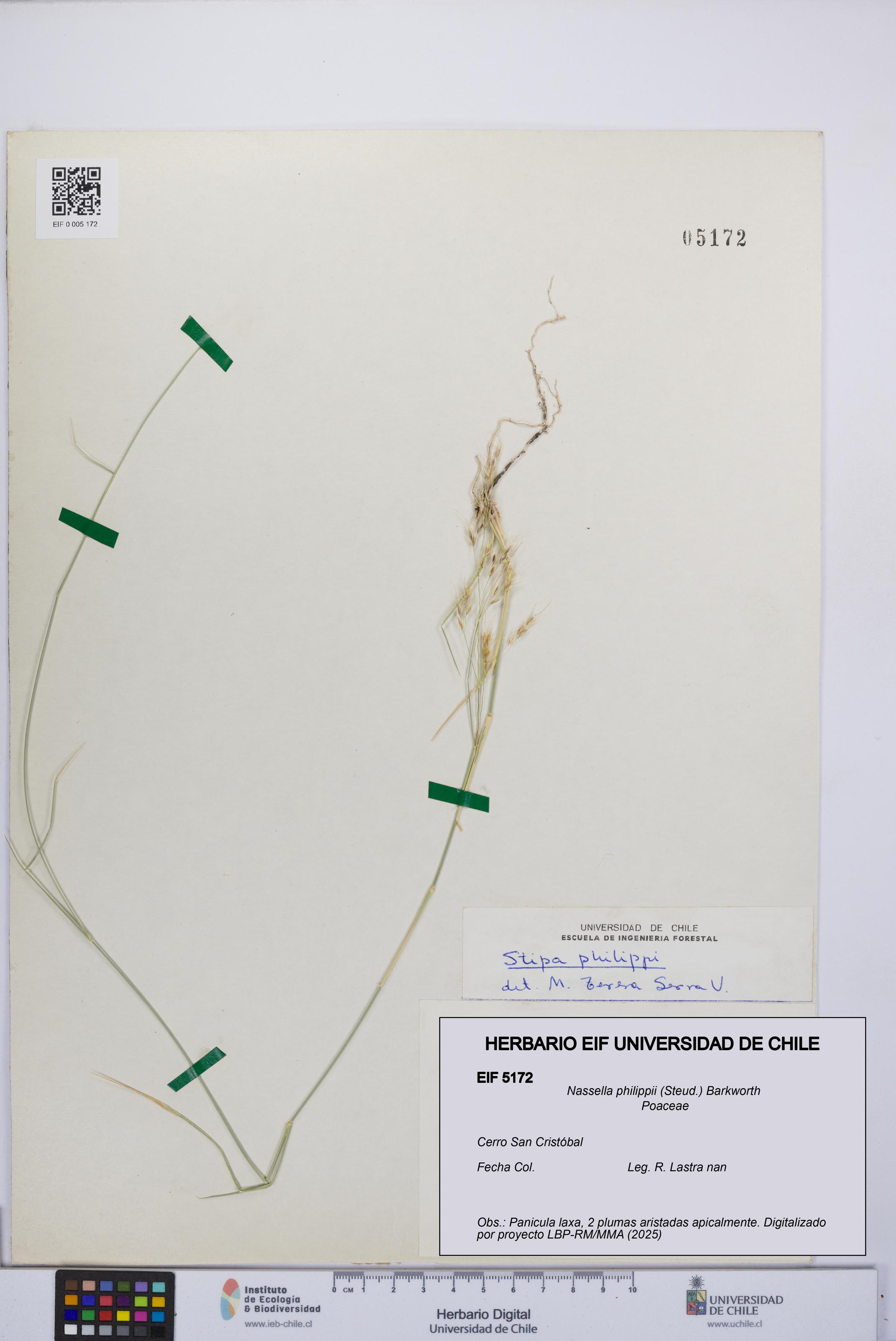 Nassella philippii [Espécimen: UCH:EIF:0005172]