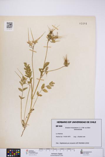 Erodium moschatum [Espécimen: UCH:EIF:0005181]