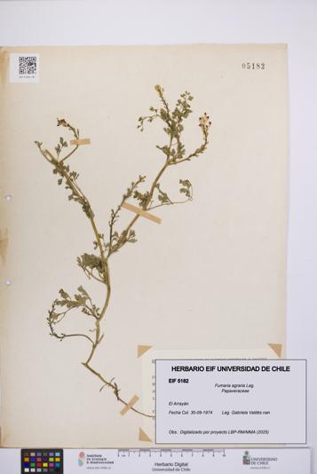 Fumaria agraria [Espécimen: UCH:EIF:0005182]