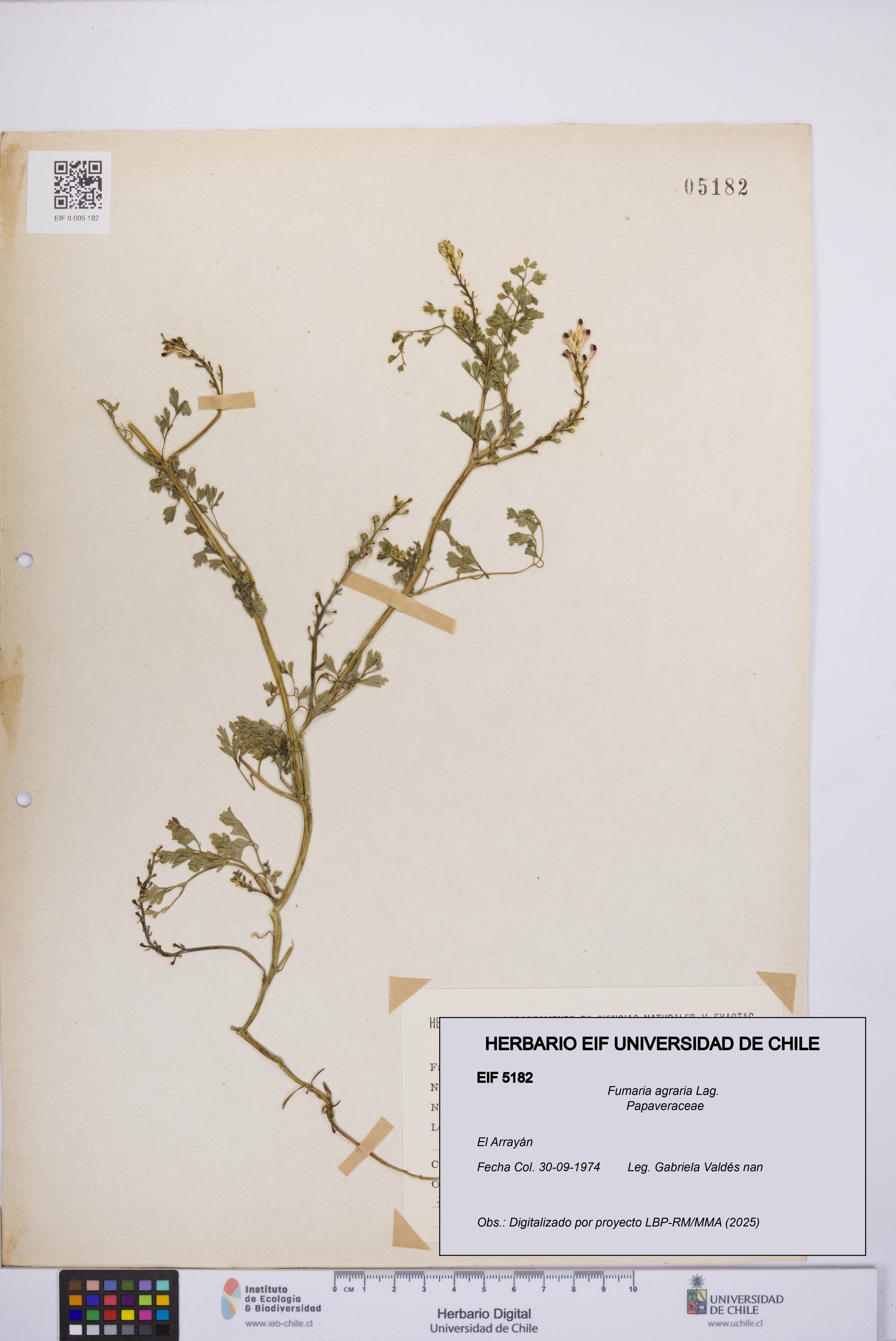 Fumaria agraria [Espécimen: UCH:EIF:0005182]