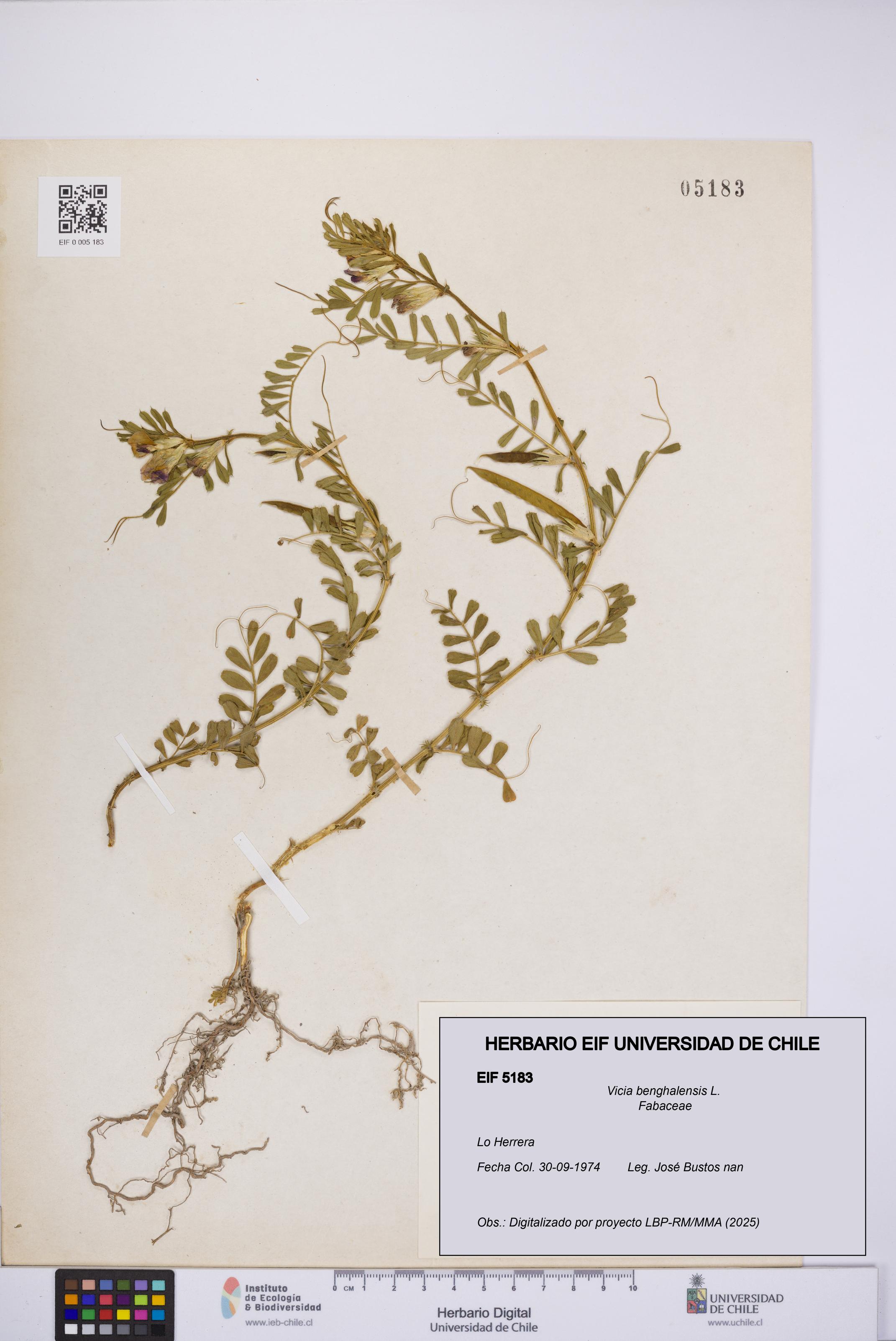 Vicia benghalensis [Espécimen: UCH:EIF:0005183]