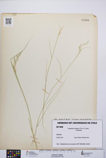 Nassella chilensis [Espécimen: UCH:EIF:0005209]