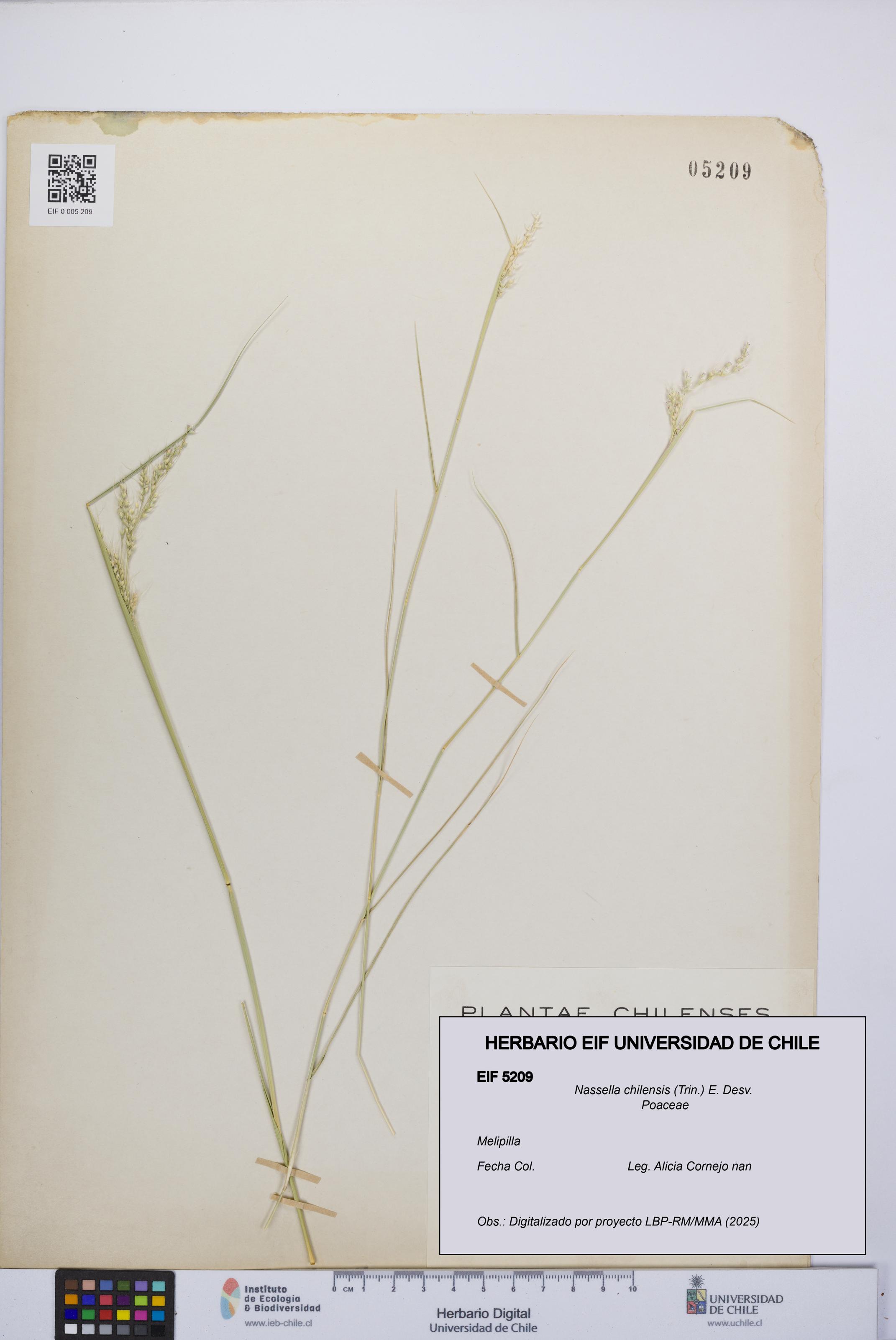Nassella chilensis [Espécimen: UCH:EIF:0005209]