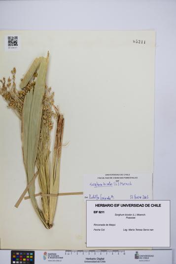 Sorghum bicolor [Espécimen: UCH:EIF:0005211]