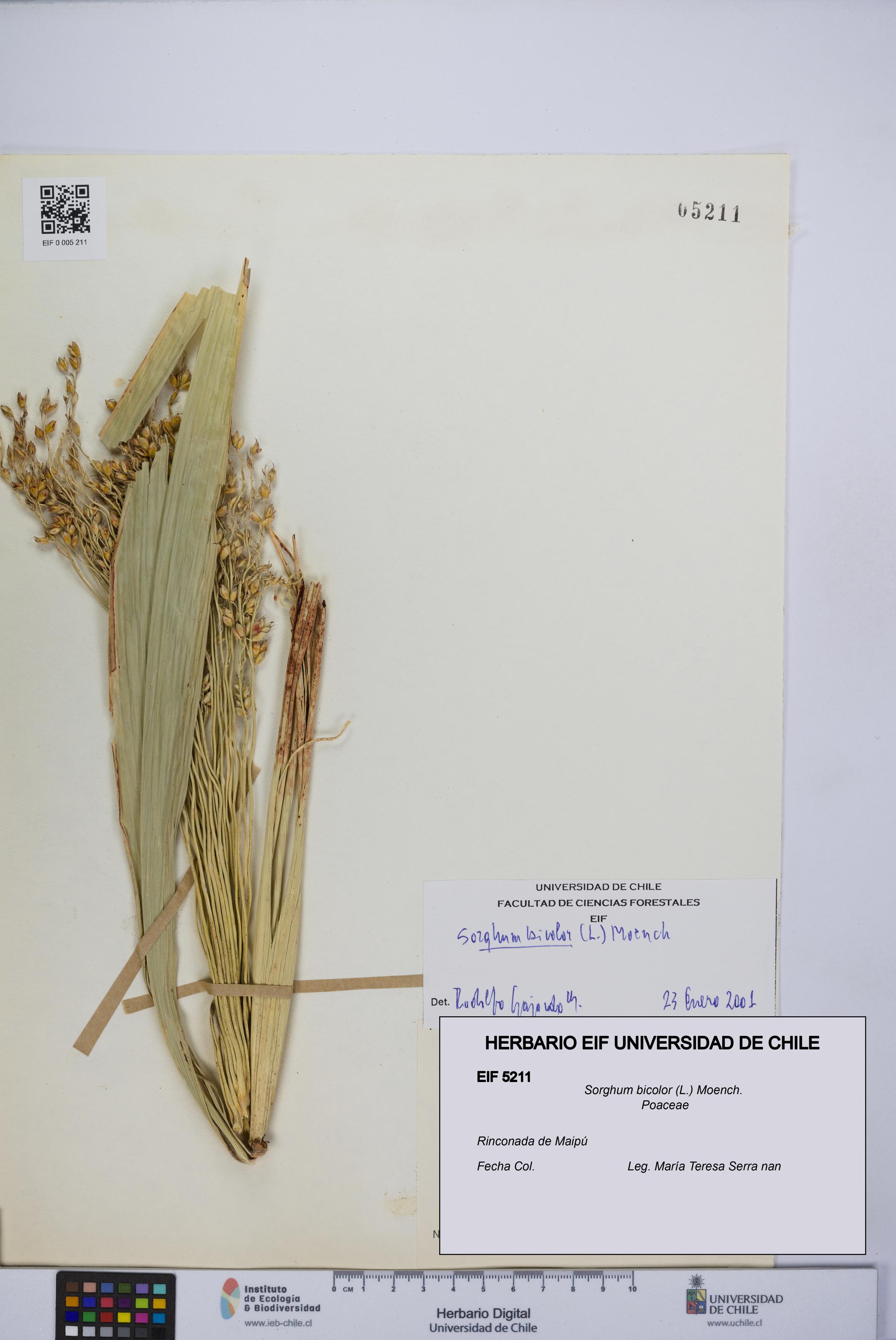 Sorghum bicolor [Espécimen: UCH:EIF:0005211]