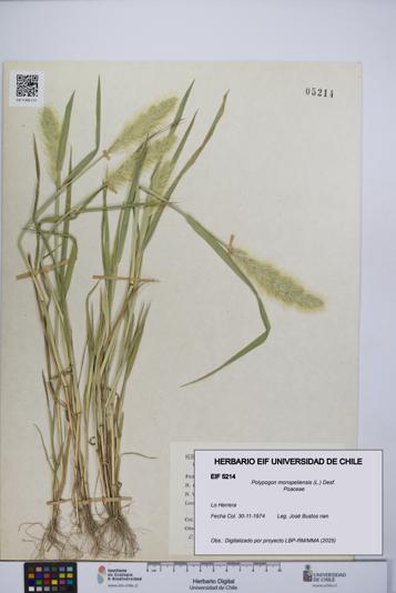 Polypogon monspeliensis [Espécimen: UCH:EIF:0005214]