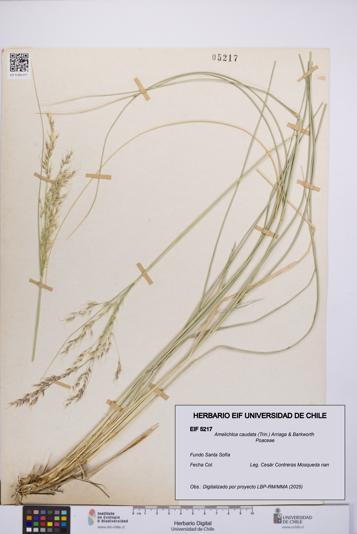 Amelichloa caudata [Espécimen: UCH:EIF:0005217]
