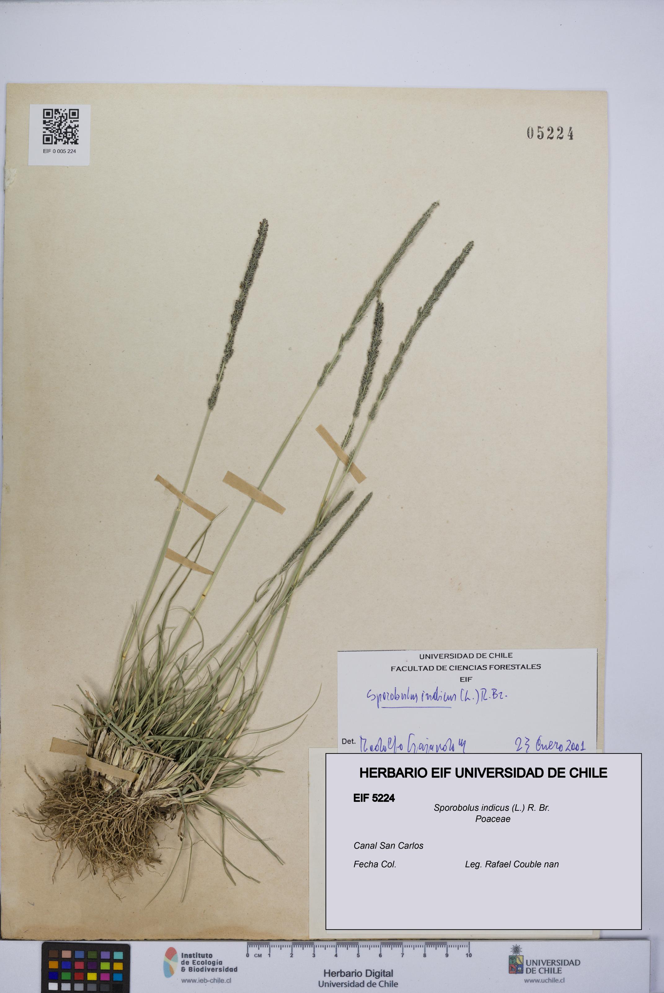 Sporobolus indicus [Espécimen: UCH:EIF:0005224]
