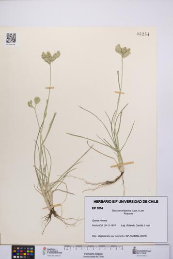 Eleusine tristachya [Espécimen: UCH:EIF:0005254]