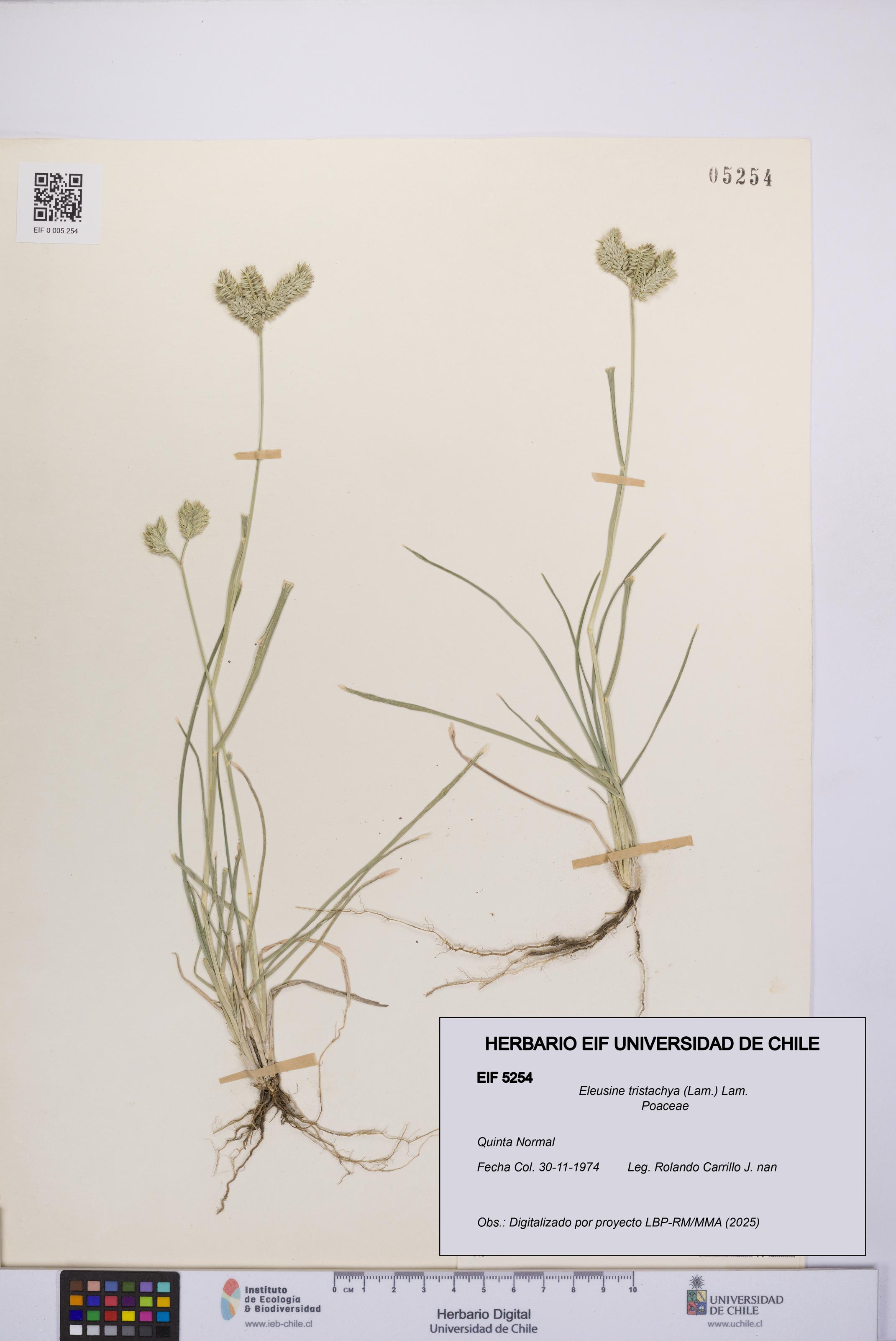 Eleusine tristachya [Espécimen: UCH:EIF:0005254]