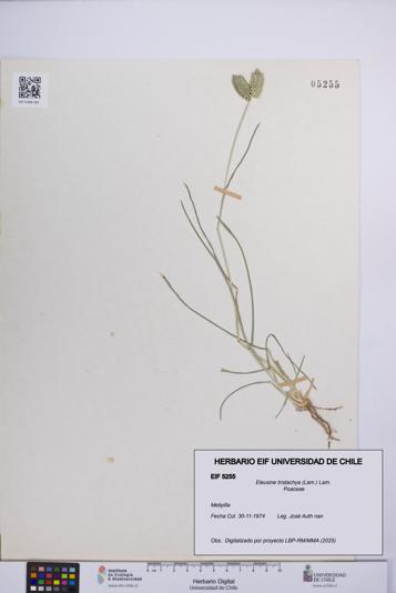 Eleusine tristachya [Espécimen: UCH:EIF:0005255]