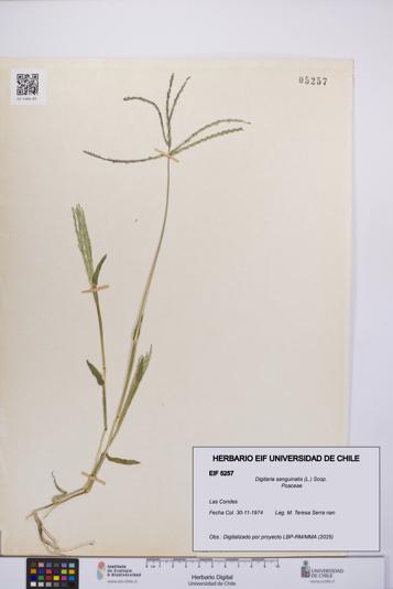 Digitaria sanguinalis [Espécimen: UCH:EIF:0005257]
