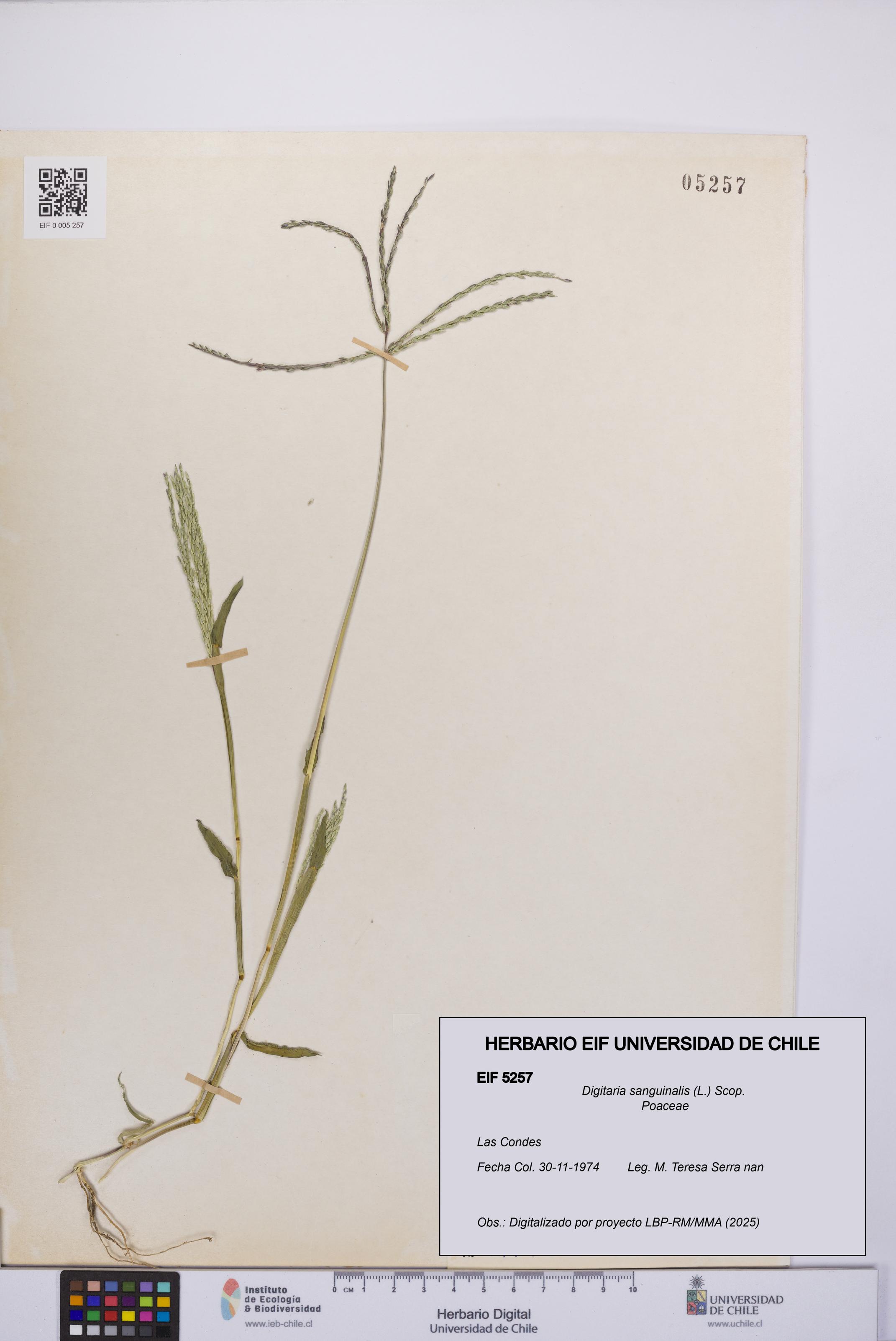 Digitaria sanguinalis [Espécimen: UCH:EIF:0005257]