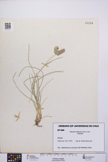 Eleusine tristachya [Espécimen: UCH:EIF:0005259]