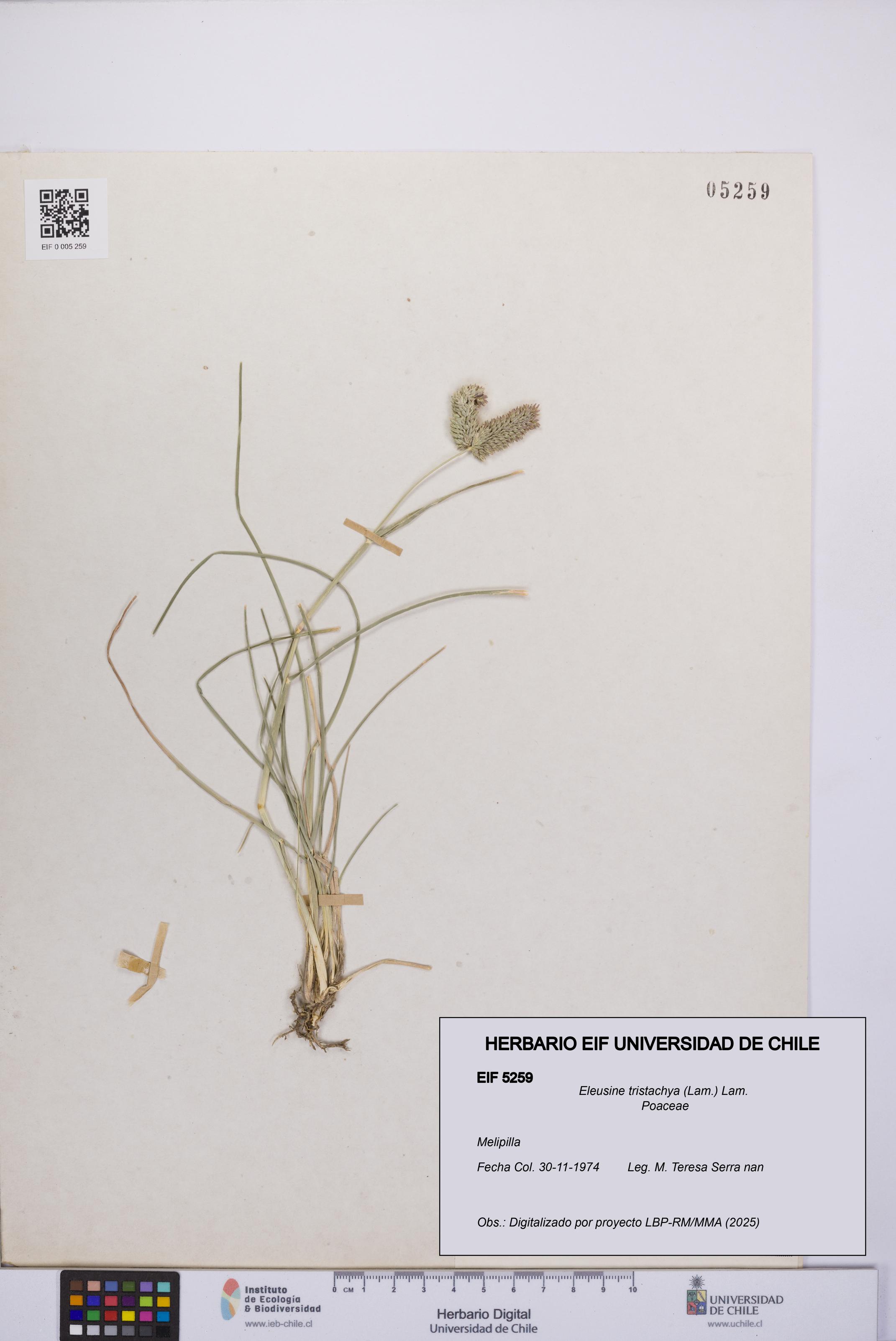 Eleusine tristachya [Espécimen: UCH:EIF:0005259]