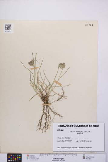 Eleusine tristachya [Espécimen: UCH:EIF:0005261]