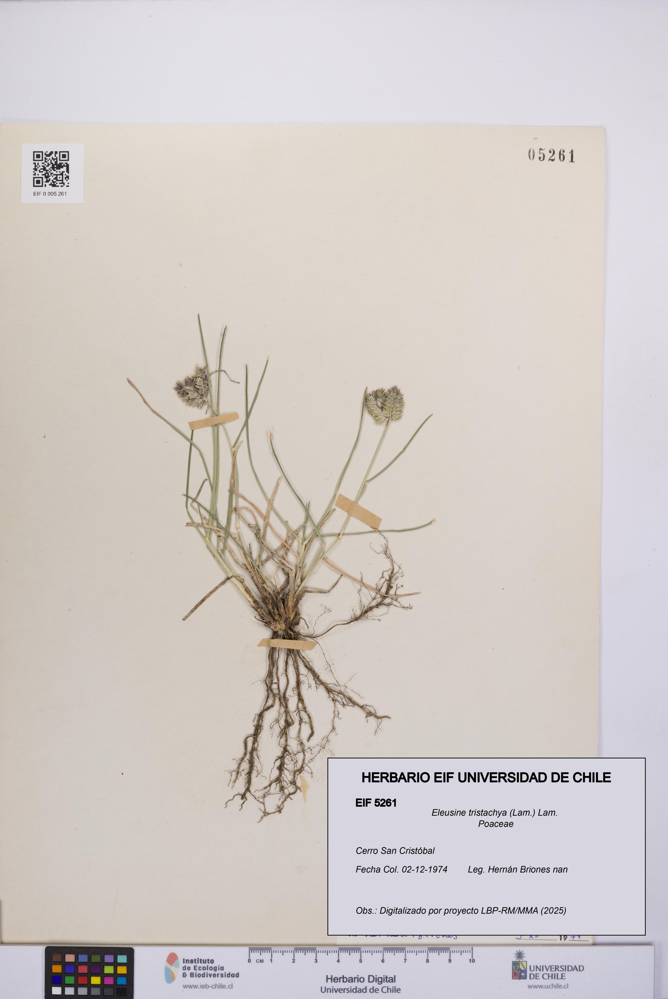 Eleusine tristachya [Espécimen: UCH:EIF:0005261]