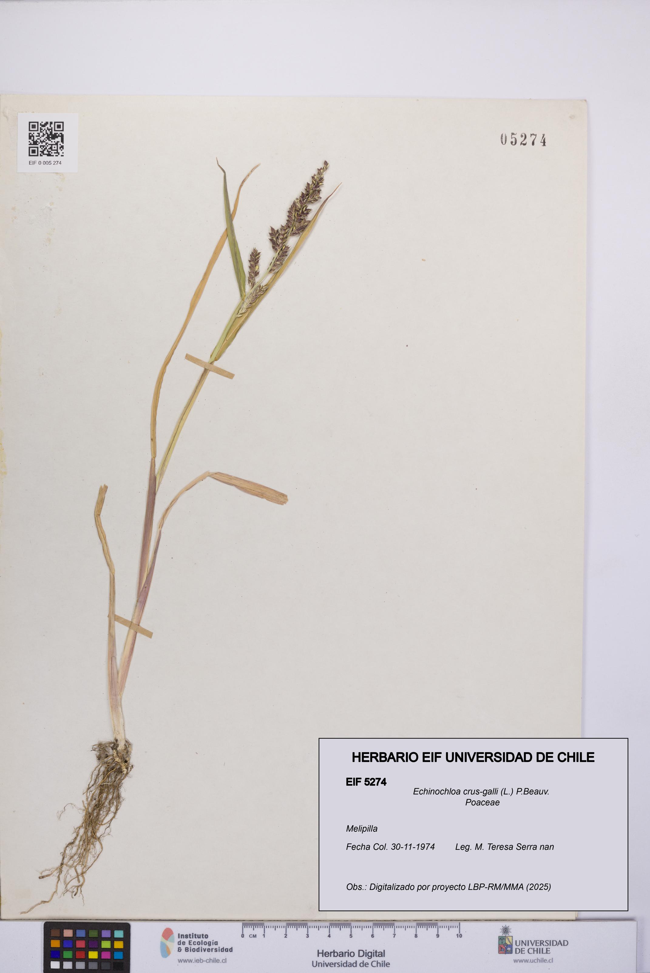Echinochloa crus-galli [Espécimen: UCH:EIF:0005274]