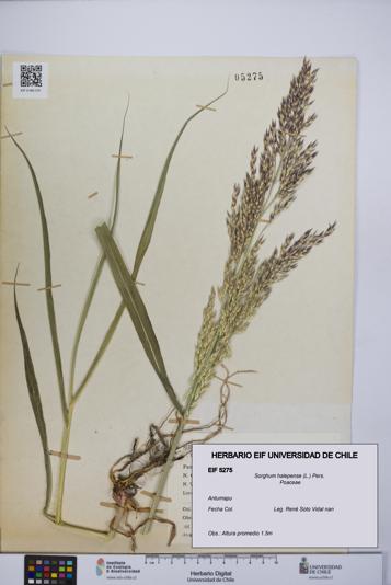 Sorghum halepense [Espécimen: UCH:EIF:0005275]