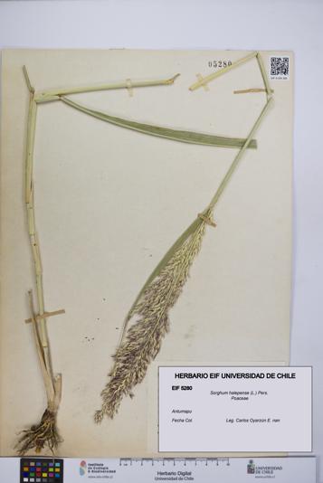 Sorghum halepense [Espécimen: UCH:EIF:0005280]