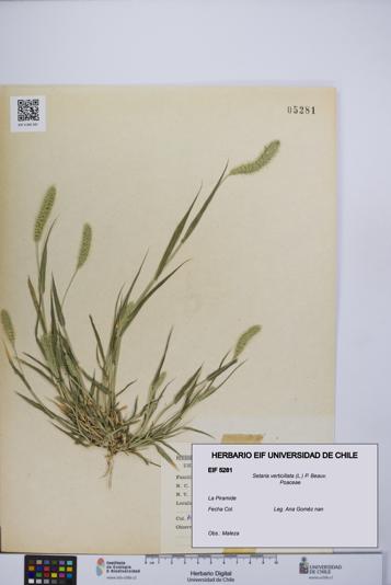Setaria verticillata [Espécimen: UCH:EIF:0005281]