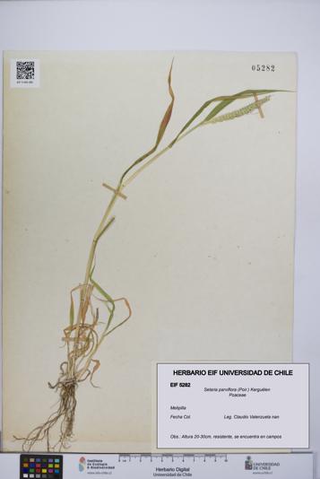 Setaria parviflora [Espécimen: UCH:EIF:0005282]