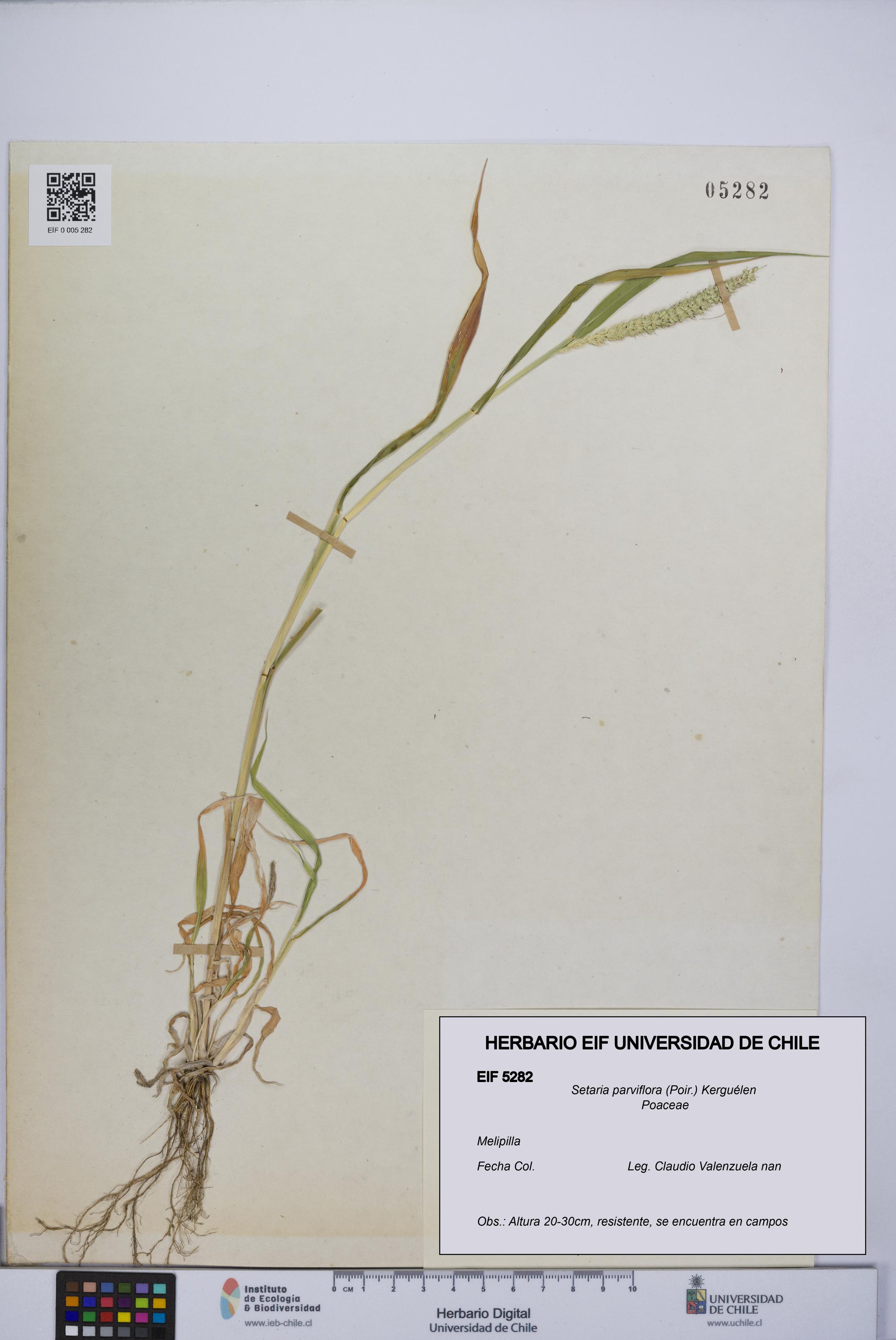 Setaria parviflora [Espécimen: UCH:EIF:0005282]