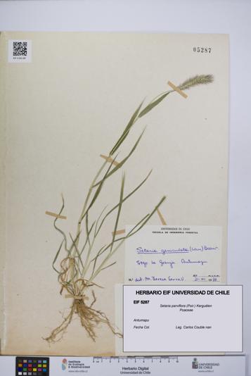 Setaria parviflora [Espécimen: UCH:EIF:0005287]
