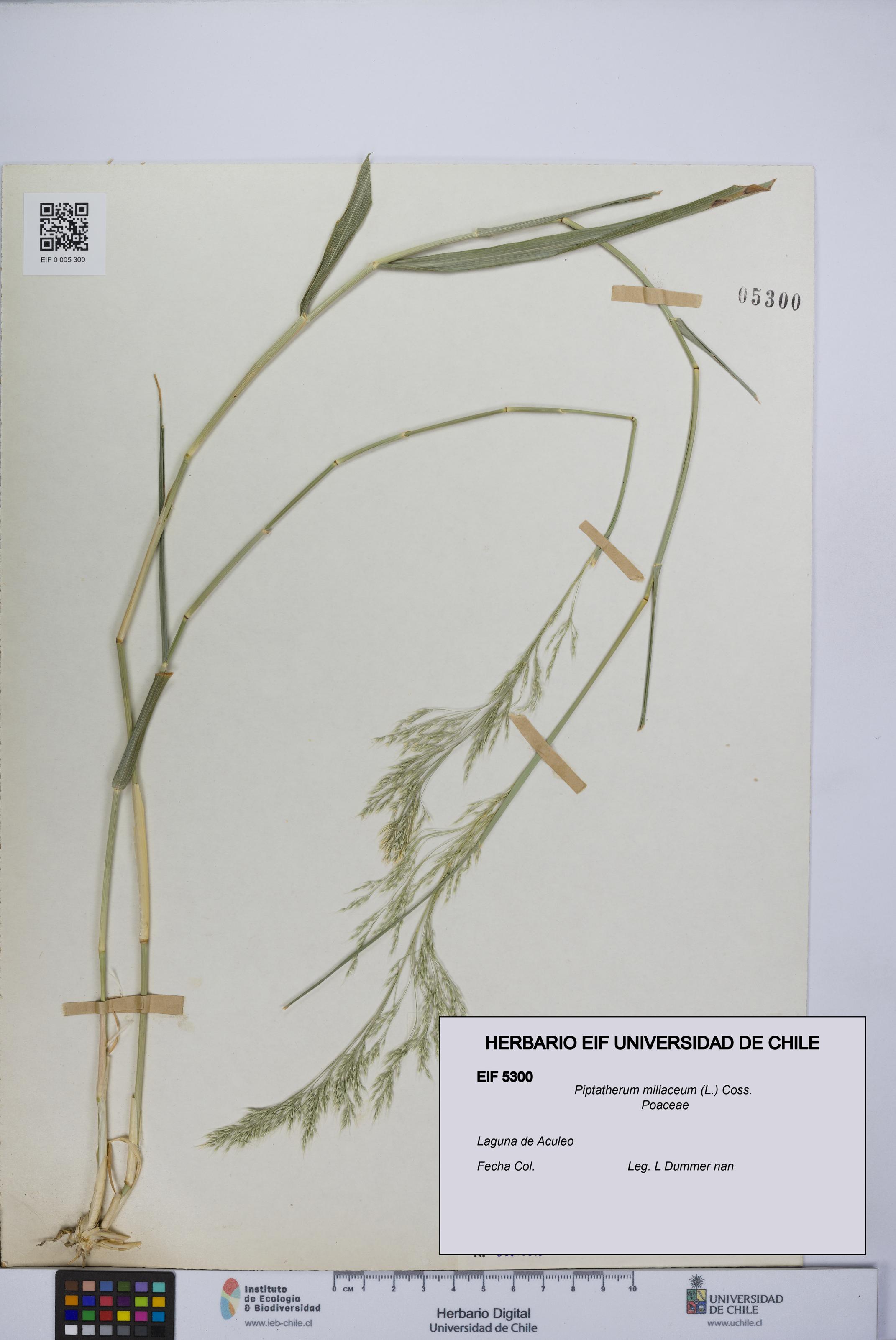 Piptatherum miliaceum [Espécimen: ]