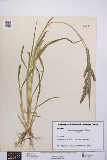 Echinochloa crus-galli [Espécimen: UCH:EIF:0005301]