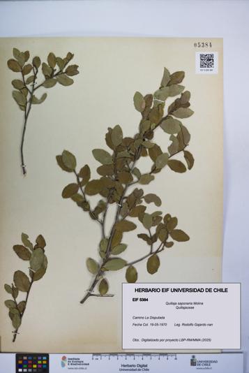 Quillaja saponaria [Espécimen: UCH:EIF:0005384]