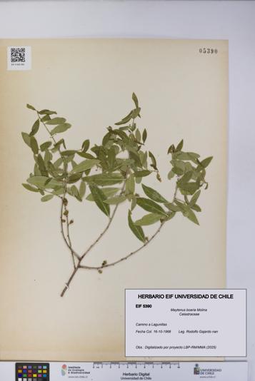 Maytenus boaria [Espécimen: UCH:EIF:0005390]