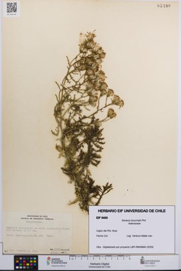 Senecio tocornalii [Espécimen: UCH:EIF:0005400]