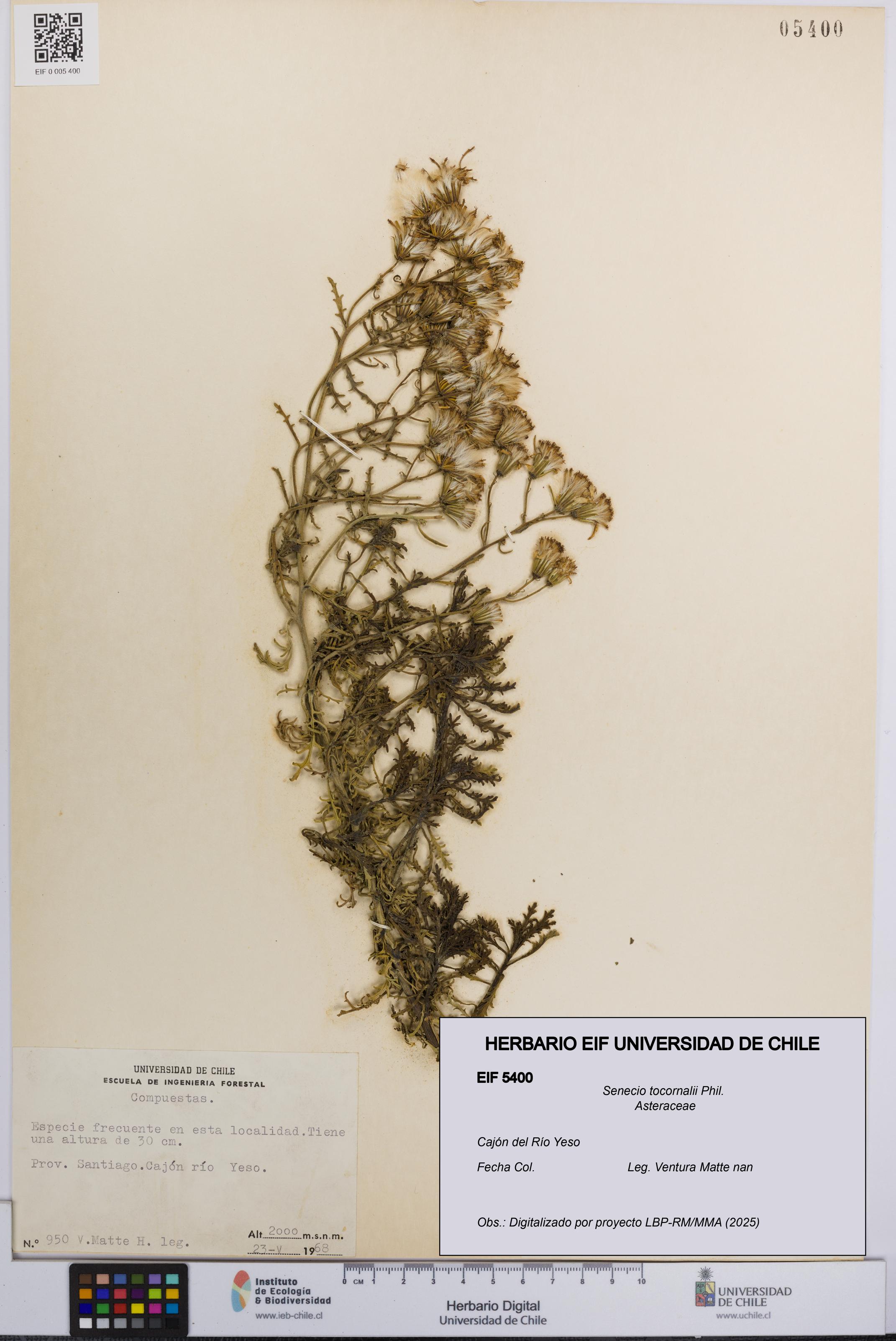 Senecio tocornalii [Espécimen: UCH:EIF:0005400]
