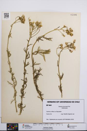 Senecio tocornalii [Espécimen: UCH:EIF:0005401]
